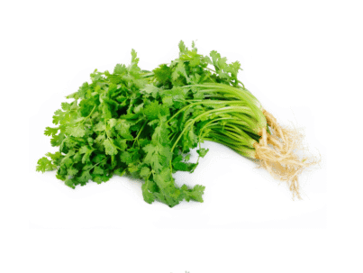 Coriander Leaves