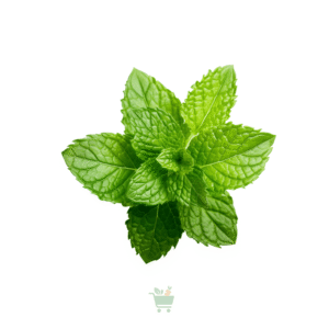 Mint Leaves (Podina)