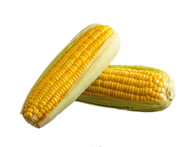 Sweet Corn (Makai)